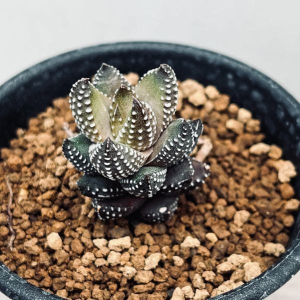 ヘブンズタランチュラ　ハオルチア　硬葉 ヘブンズタランチュラ ハオルチア 硬葉 ヘブンズタランチュラ