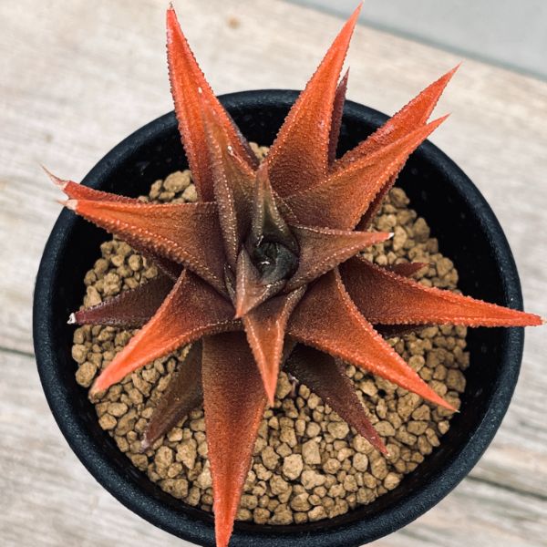 多肉植物：硬葉ハオルチアhyb.*S 幅6cm | サボテン＆多肉植物,多肉