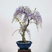 �����ߺϡ����ƣ�����ʡ�*�դ����ե���Fuji