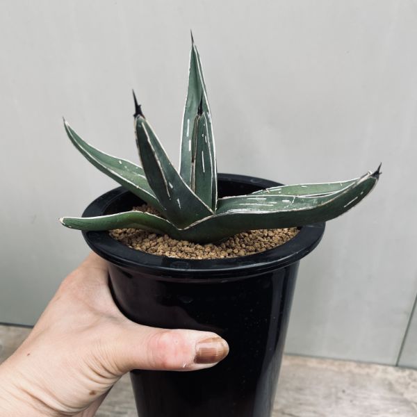 アガベ　笹吹雪　特大株　ニッケルシー　親株　サボテン　多肉　ドライガーデン アガベ笹吹雪特大株ニッケルシー親株サボテン多肉ドライガーデン