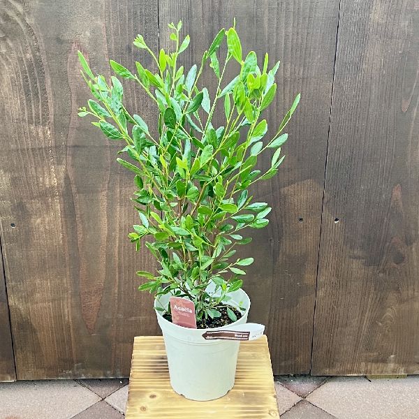 花苗 観葉植物：アカシア バーニッシュワトル*5号 | 観葉植物 | 遊恵