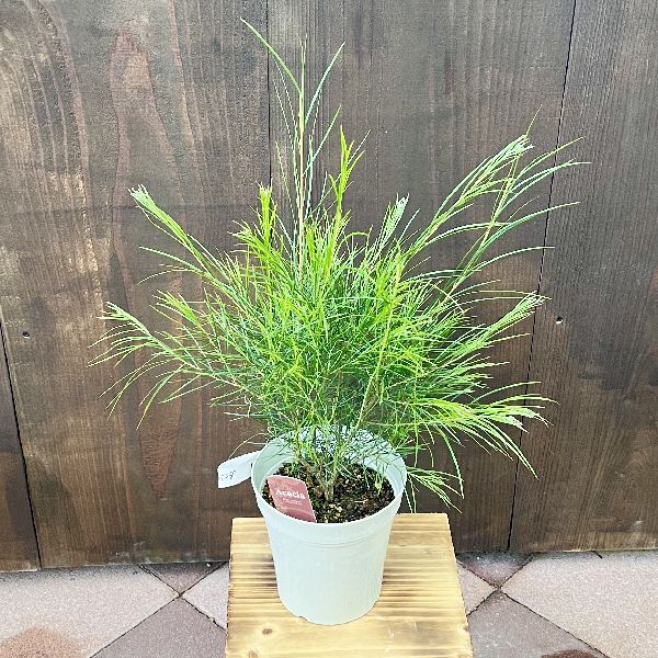 美形。アカシアフロリバンダ1.9M(鉢底から)品番C ミモザ 美形。アカシアフロリバンダ1.9M(鉢底から)品番C ミモザ アカシア