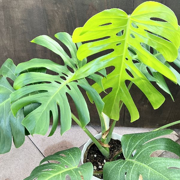 おしゃれ 観葉植物：モンステラ*6号 プラポット | 観葉植物 | 遊恵盆栽