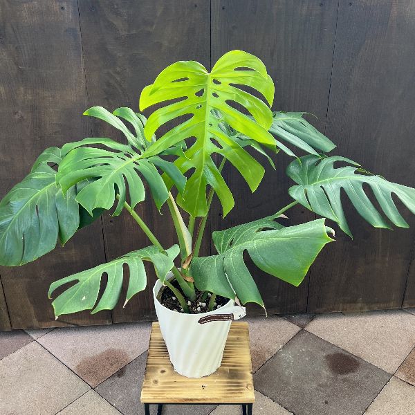 モンステラ　　観葉植物 観葉植物 モンステラ6号角プラスチック鉢|(白) 高さ約60cm 【mons06