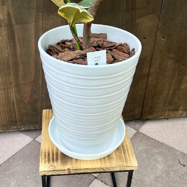 クテナンテ セトサ ファイバー鉢 お皿付き クテナンテ セトサ