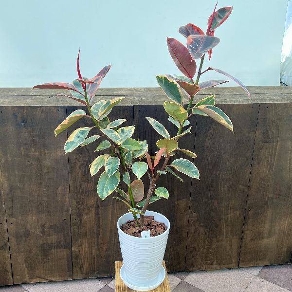 おしゃれ 観葉植物：フィカス ルビー*鉢植え プラ受皿 バークチップ 