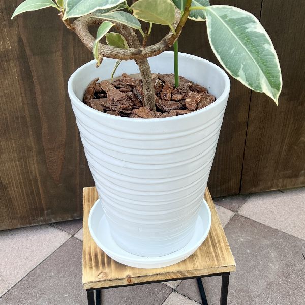 おしゃれ 観葉植物：フィカス ティネケ*鉢植え プラ受皿 バークチップ