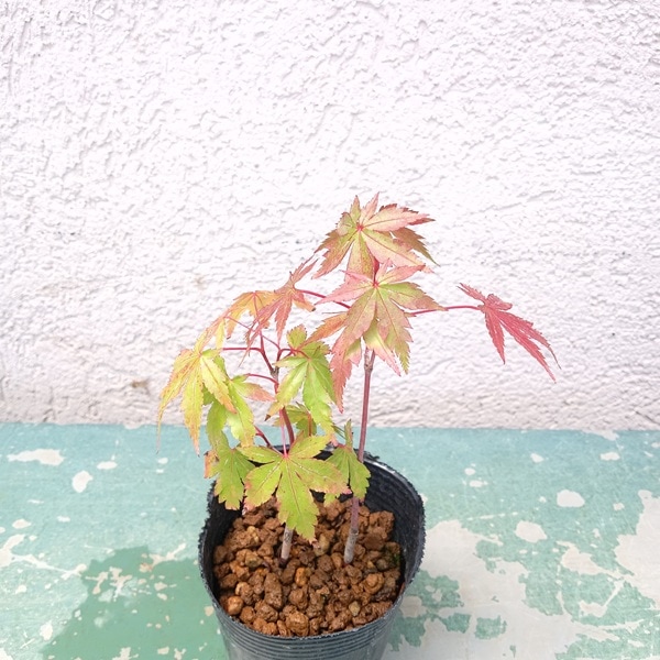 もみじ　植木 珊瑚閣　紅葉(サンゴカクモミジ) 楽天市場】【現品】サンゴカクモミジ (珊瑚閣紅葉) 苗木 樹高1.7