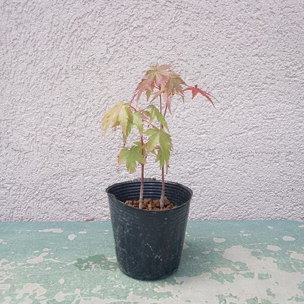 ミニ苗：珊瑚閣もみじ*サンゴカクモミジ 紅葉 | 新着商品,新入荷
