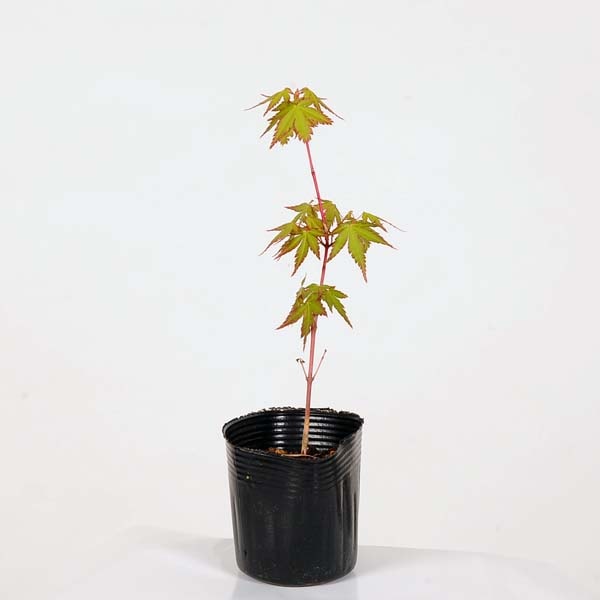 ミニ苗：珊瑚閣もみじ*サンゴカク | 新着商品,新入荷苗・再入荷苗