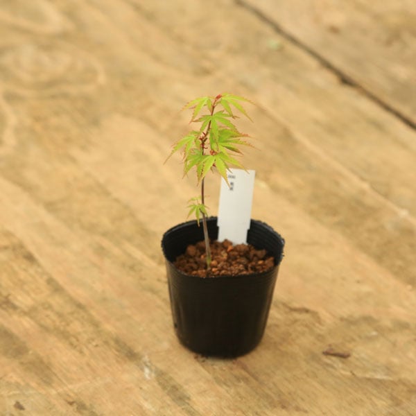 �ġ������ߤ�*���饫���ߥ�/����