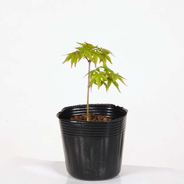 �ġ�����Ӥ�ߤ�*�����˥�����ߥ�/����