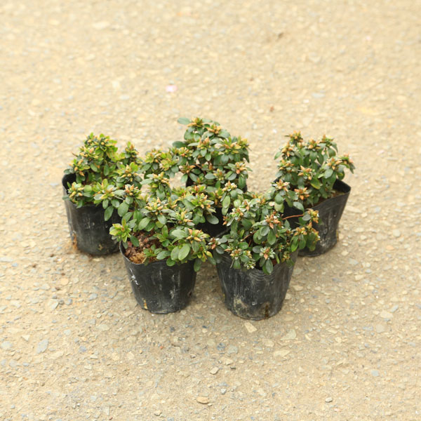 苗：深山霧島つつじ 5個セット* 品種お選びください | すべての商品