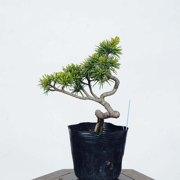 【現品】五葉松　ゴヨウマツ　ごようまつ　12号　7C番 ミニ盆栽：実生五葉松*現品 ごようまつ ゴヨウマツ Goyoumatsu