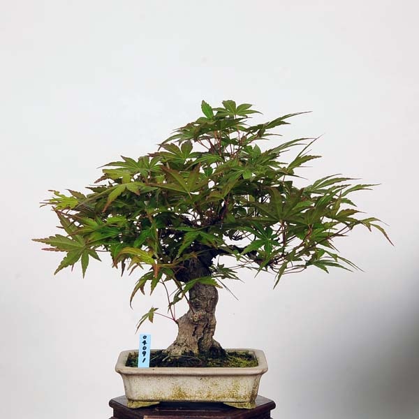 小品盆栽：特選山紅葉 現品*山もみじ モミジ Momiji | すべての商品