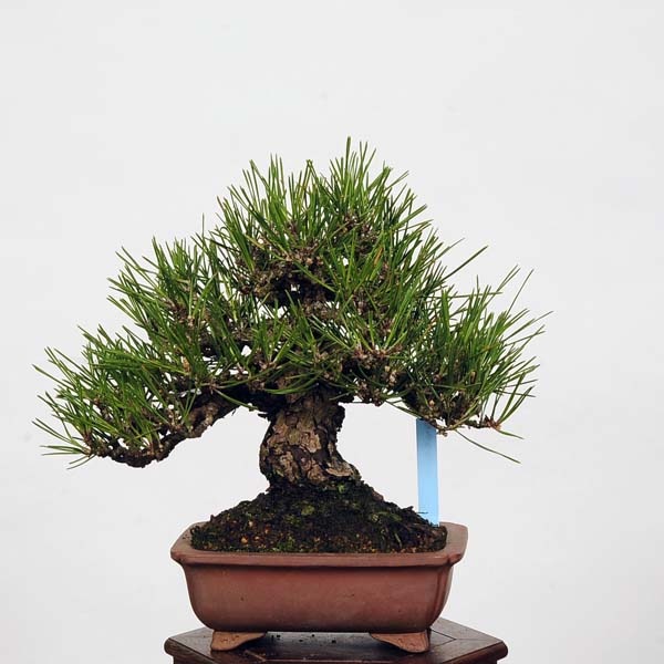 小品盆栽：特選三河黒松*現品 くろまつ クロマツ Kuromatsu | すべての