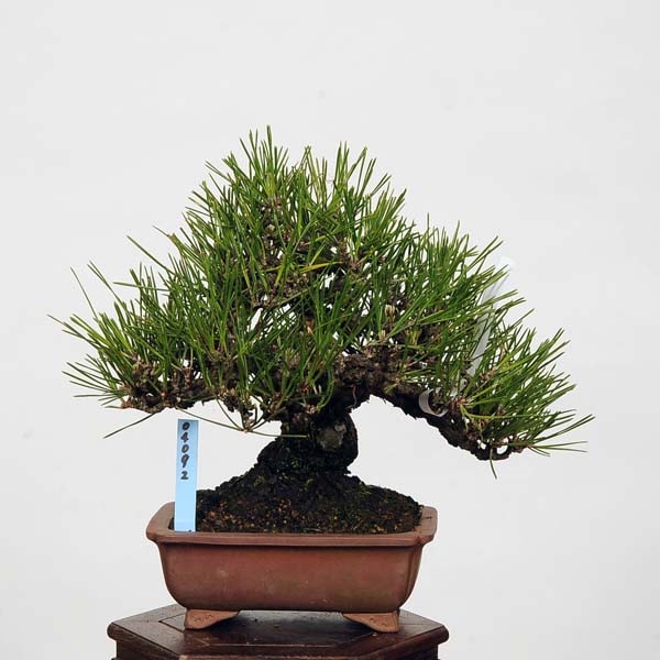 小品盆栽：特選三河黒松*現品 くろまつ クロマツ Kuromatsu | すべての