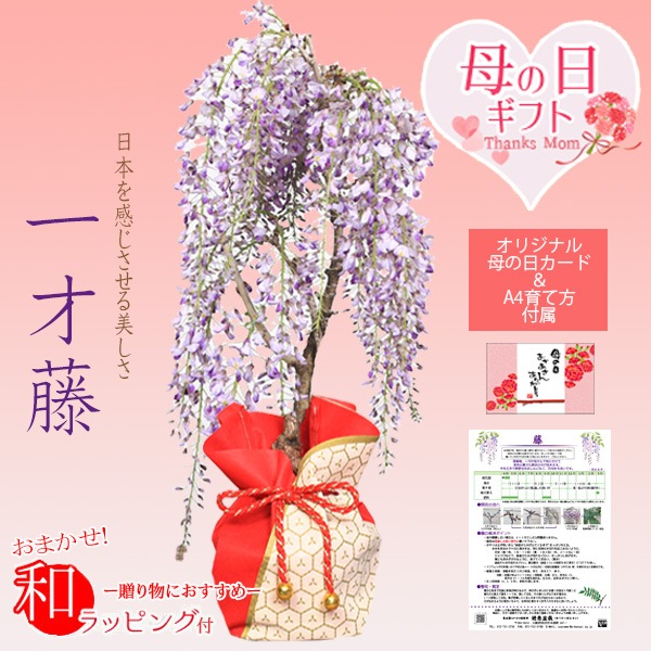 �٤�Ƥ�����������ץ쥼��ȡ����������ƣ*�ץ�ȭ��åԥ��ա��ե��դ� �ץ쥼��� ȭ���� ȭ��
