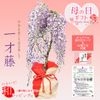 �٤�Ƥ�����������ץ쥼��ȡ����������ƣ*�ץ�ȭ��åԥ��ա��ե��դ� �ץ쥼��� ȭ���� ȭ��