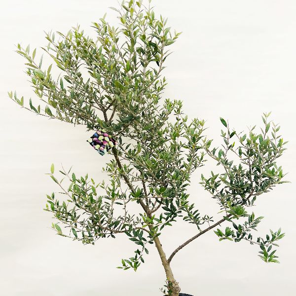 おしゃれ 観葉植物 選べる現品：オリーブの木 セントキャサリン 8号*St