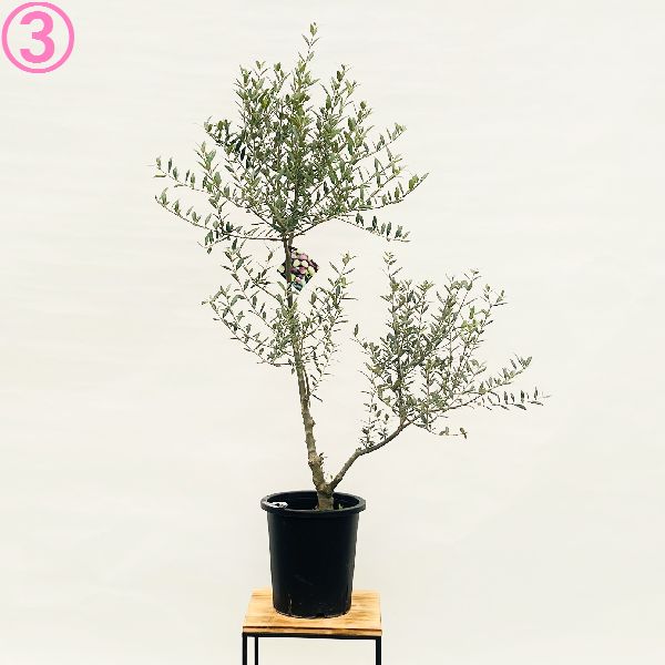 おしゃれ 観葉植物 選べる現品：オリーブの木 セントキャサリン 8号*St