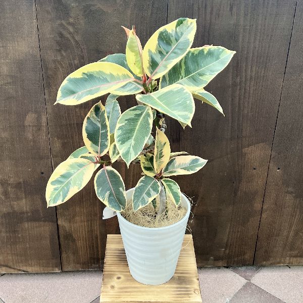 フィカス 観葉植物