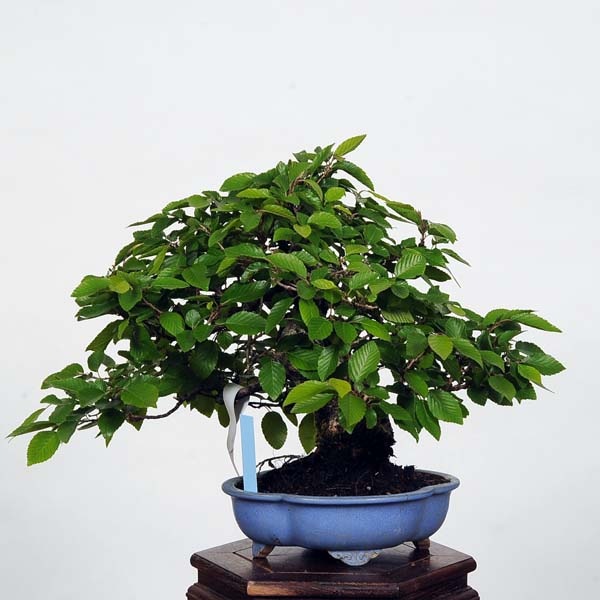 小品盆栽：特選岩四手(いわしで) 現品*イワシデ Iwashidei | すべての