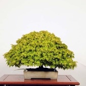 �����ߺϡ�������ɱ���ա�����*����Ҥᡡ��ߥ���Momiji