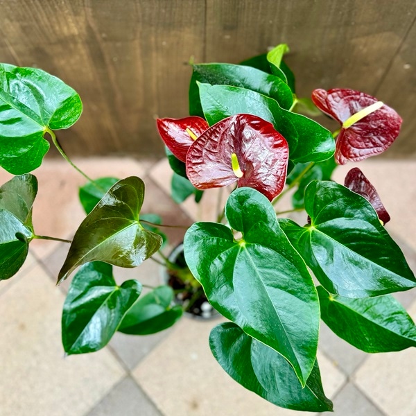 【大迫力！花（苞）が約13cmもある大型の大人ブラウン】アンスリウム センプレ 大迫力！花（苞）が約13cmもある大型の大人ブラウン】アンスリウム