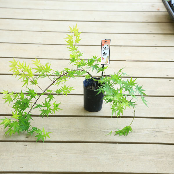 �ġ�ή����ߤ�*��夦����/��奦�����ߥ�/����