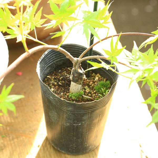 苗：流泉もみじ*りゅうせん/リュウセンモミジ/紅葉 | 新着商品,新入荷