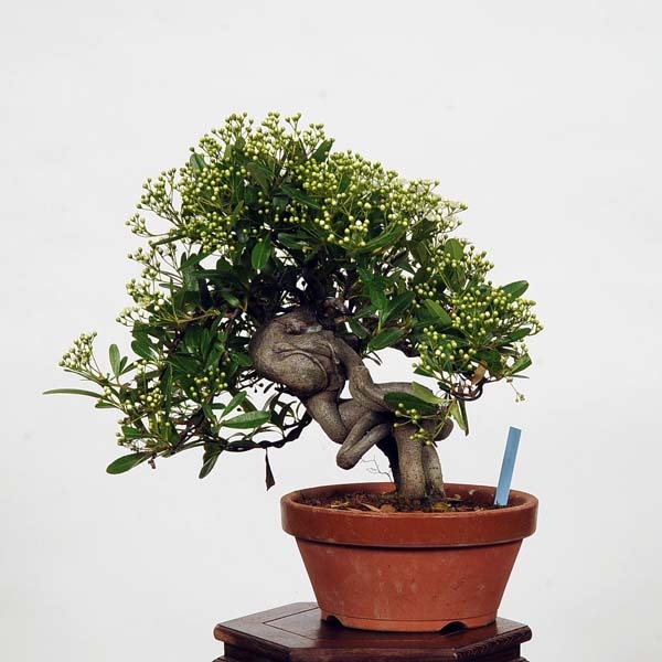 ピラカンサ　[模様木]　大品盆栽 盆栽 『ピラカンサ』小品盆栽 【泰寿園 Online】 | LINEブランド