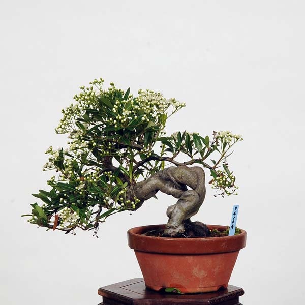 小品盆栽：ピラカンサ 現品*Pirakansa ぴらかんさ | すべての商品