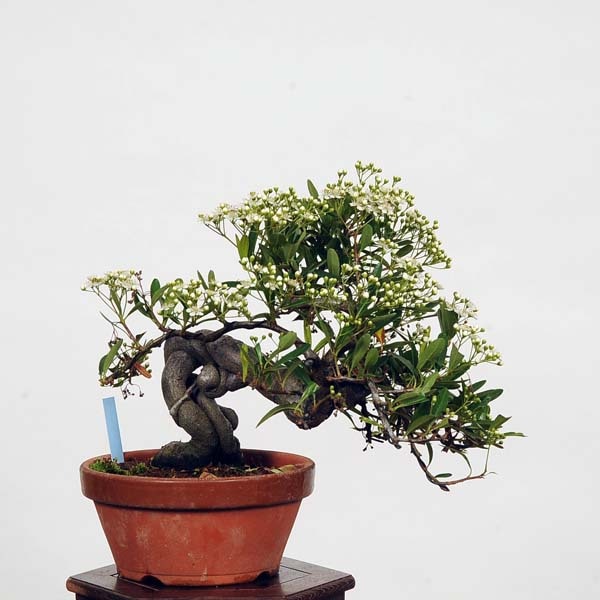 小品盆栽：ピラカンサ 現品*Pirakansa ぴらかんさ | すべての商品