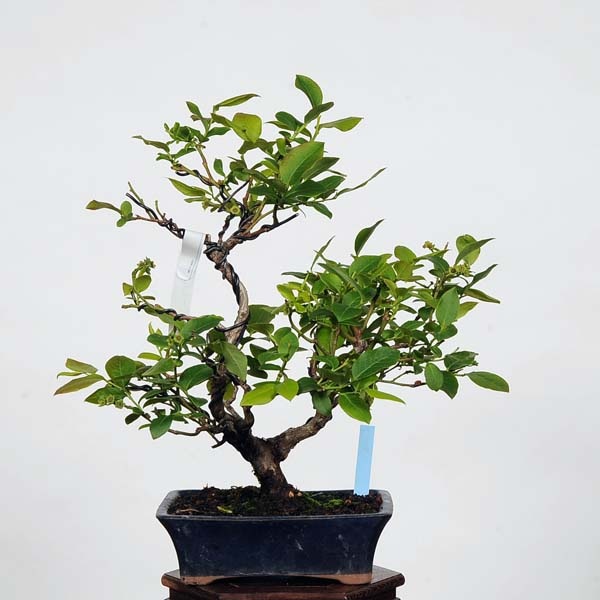 盆栽　ブルーベリー　樹高58cm 小品盆栽：ブルーベリー* 現品 blueberry | すべての商品 | 遊恵