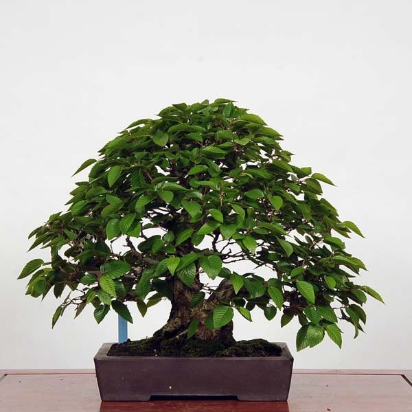 大品 イワシデ盆栽 極太(今週で取り下げセール) 大品 イワシデ盆栽