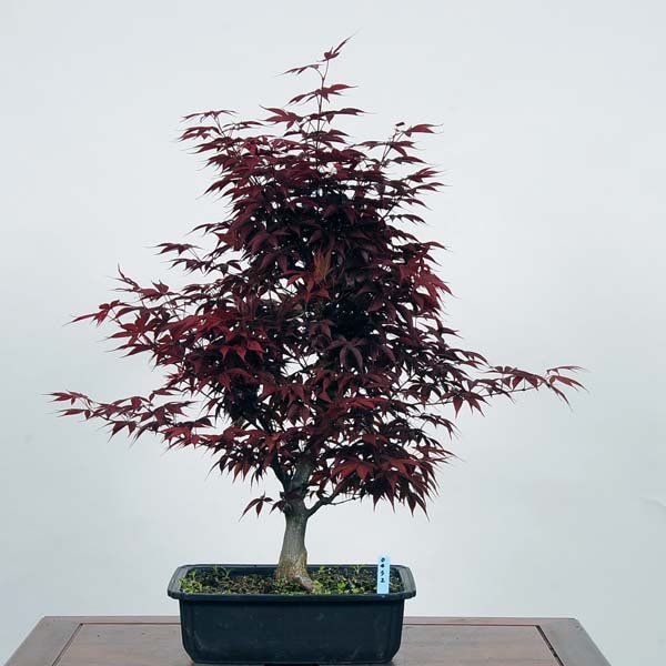 中品盆栽：猩々野村紅葉 現品*のむらもみじ モミジ Momiji | すべての