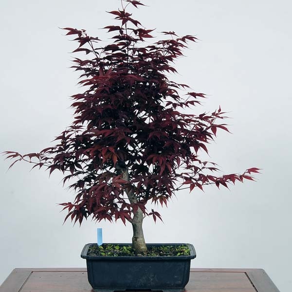 ・SK2・モミジ盆栽・園芸品種・シャリ芸・希少品種、荒皮右近もみじ