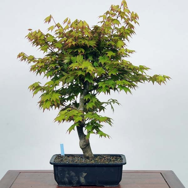 モミジ もみじ 紅葉 中品 盆栽 中品盆栽：爪紅紅葉 現品*つまべにもみじ モミジ Momiji | すべての