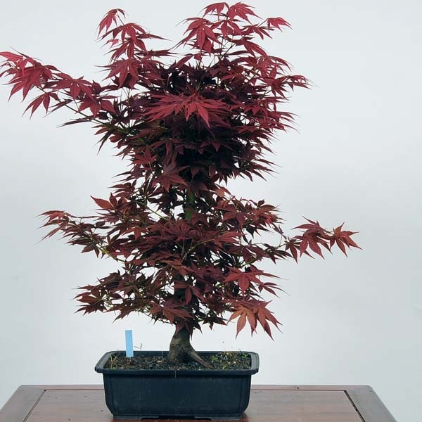 ⭕️もみじ盆栽　紅葉、モミジ 盆栽 もみじ 紅葉 モミジ 八方根 盤根