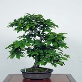 �����ߺϡ�����ʤ��ʤ顦���ʥ��*���� ��konara