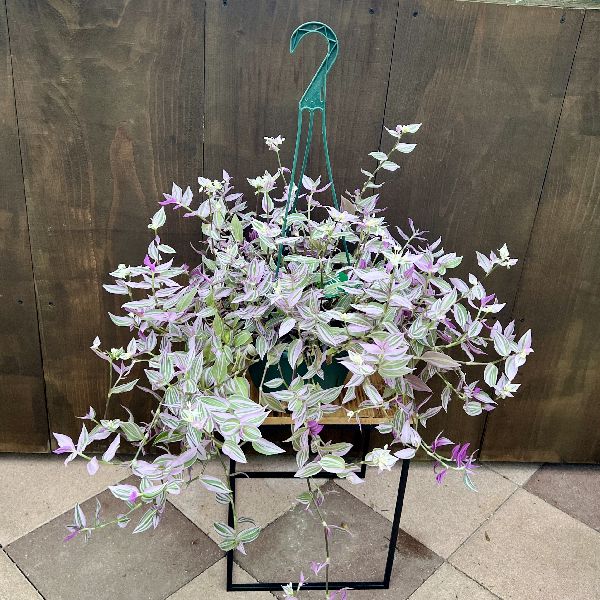 おしゃれ 観葉植物：トラディスカンチア ラベンダー*7号 吊り鉢