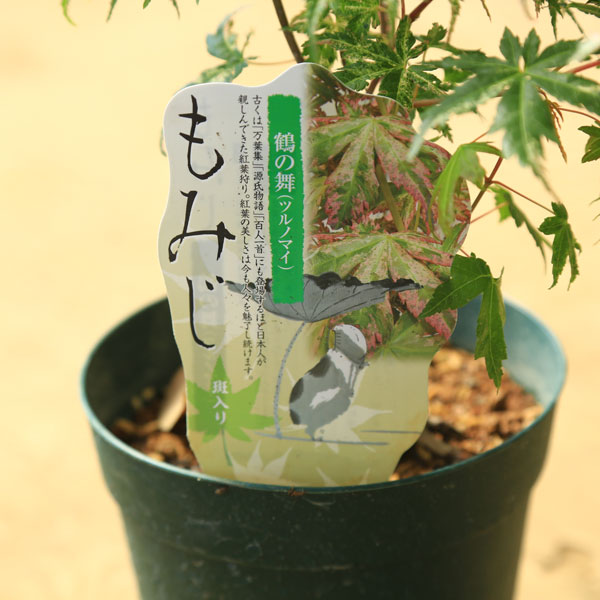 盆栽 胡蝶の舞 紅葉 モミジ 胡蝶の舞 コチョウノマイ 4 5号接ぎ木苗木 y07