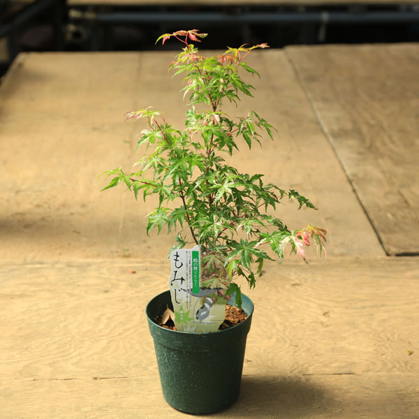 庭木・植木 庭木苗：鶴の舞モミジ（つるのまい）*ツルノマイ もみじ