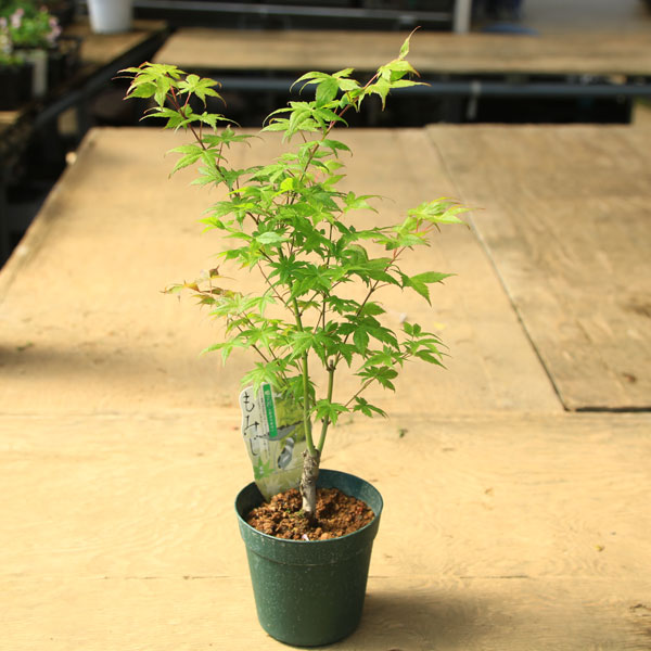 ���ڡ����ڡ� �����ġ���Ω����ߥ��ʤ������Ĥ���ˤ�ߤ������ա��ݥåȡ�