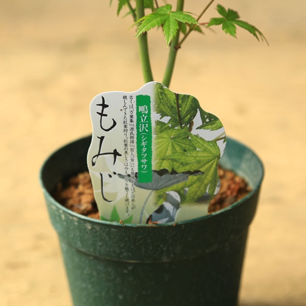 もみじ苗木　鳴立沢 ミニ苗：鴫立沢もみじ*シギタツサワモミジ/紅葉 : 遊恵盆栽