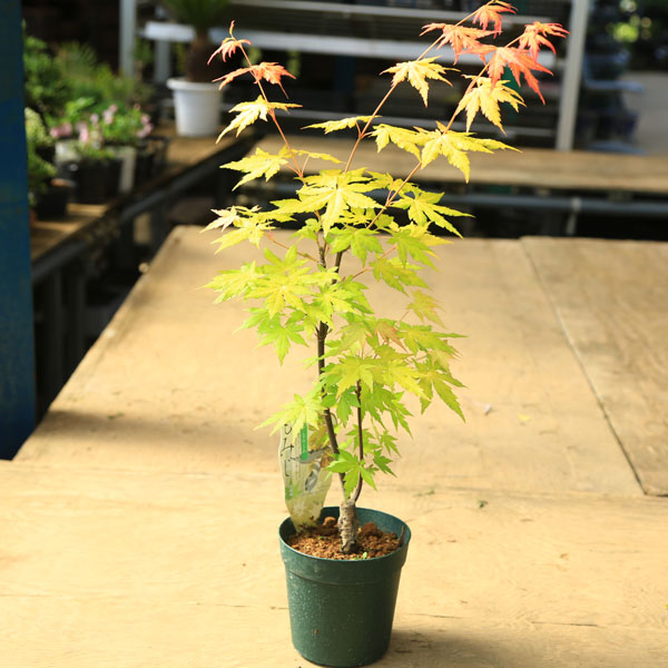 ���ڡ����ڡ� �����ġ�����󥸥ɥ꡼���ߥ�����ߤ������ա��ݥåȡ�