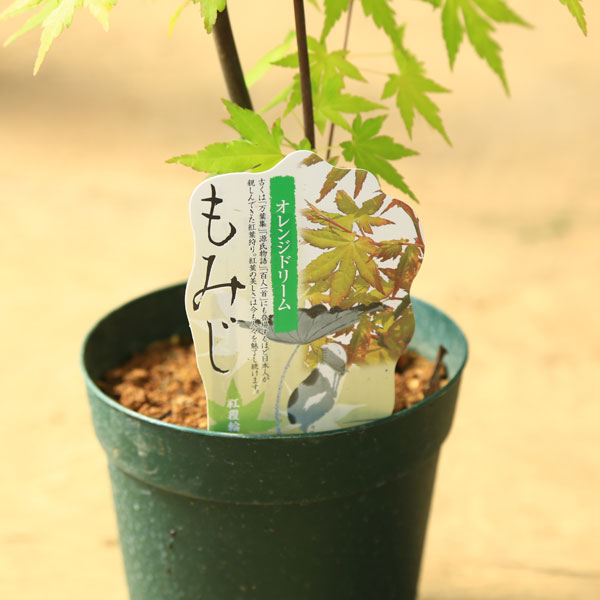 庭木・植木 庭木苗：オレンジドリームモミジ もみじ 紅葉 ポット