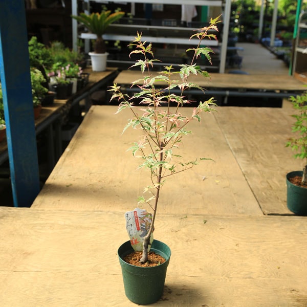 庭木・植木 庭木苗：胡蝶の舞モミジ（こちょうのまい） もみじ 紅葉
