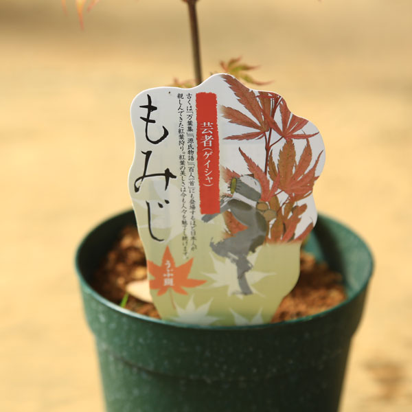 庭木・植木 庭木苗：芸者モミジ（げいしゃ） もみじ 紅葉 ポット
